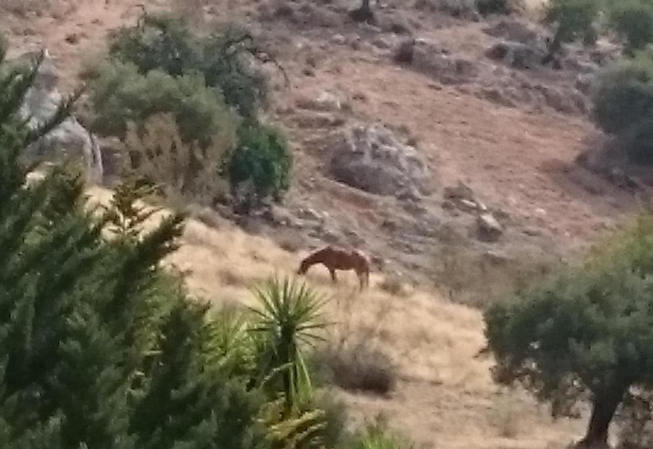 Finca Santa Matilde Málaga Eksteriør billede